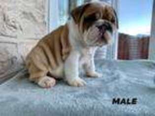 Bulldog Puppy for sale in Montgomery, TX, USA