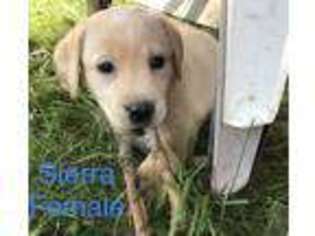 Labrador Retriever Puppy for sale in Birnamwood, WI, USA