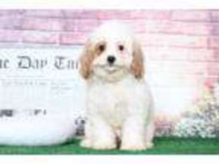 Cavapoo Puppy for sale in Joppa, MD, USA