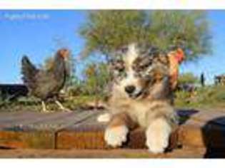 Australian Shepherd Puppy for sale in Marana, AZ, USA
