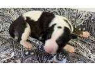 Bull Terrier Puppy for sale in Chapman, KS, USA