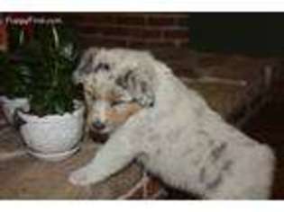 Australian Shepherd Puppy for sale in Clyde, OH, USA