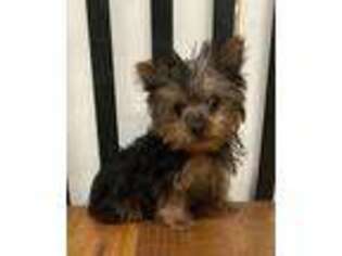 Yorkshire Terrier Puppy for sale in Edgewood, TX, USA
