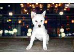 Shiba Inu Puppy for sale in Saint George, UT, USA