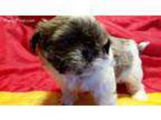 Mutt Puppy for sale in Pleasant Hill, OH, USA