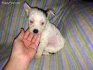 Chinese Crested Puppy for sale in Blairsville, GA, USA