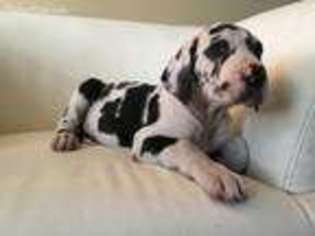 Great Dane Puppy for sale in Tuckerton, NJ, USA