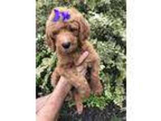 Goldendoodle Puppy for sale in Hillsborough, NC, USA