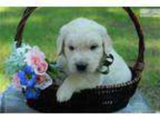 Golden Retriever Puppy for sale in Annapolis, MD, USA