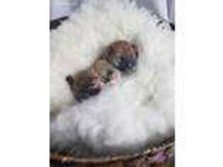 Shiba Inu Puppy for sale in Tarentum, PA, USA