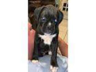 Boxer Puppy for sale in Interlachen, FL, USA