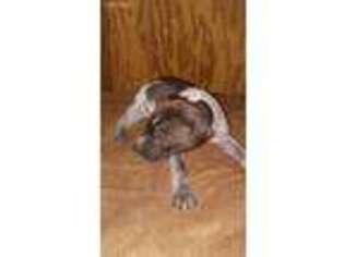 German Shorthaired Pointer Puppy for sale in Austin, TX, USA
