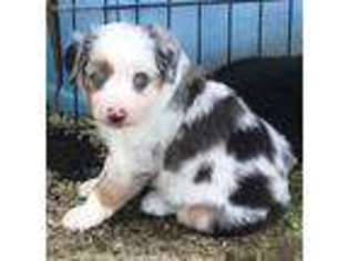 Miniature Australian Shepherd Puppy for sale in Madison, IN, USA