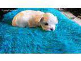 Maltese Puppy for sale in Chillicothe, IL, USA