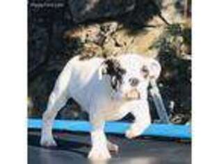 Bulldog Puppy for sale in Trenton, GA, USA