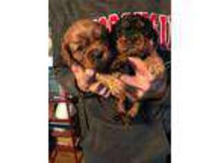 Cavalier King Charles Spaniel Puppy for sale in Hurley, WI, USA