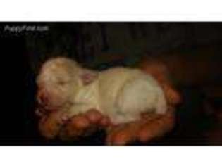 Mutt Puppy for sale in Vian, OK, USA