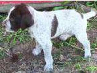 German Wirehaired Pointer Puppy for sale in Great Falls, MT, USA