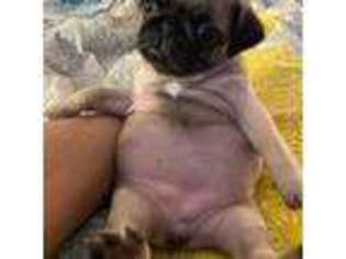 Pug Puppy for sale in Wilmington, MA, USA