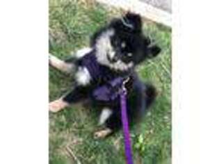 Pomeranian Puppy for sale in Silver Spring, MD, USA