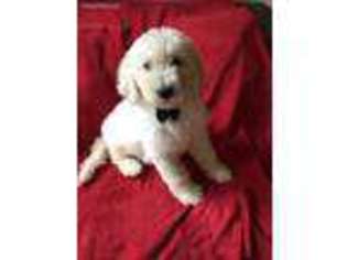 Goldendoodle Puppy for sale in Eaton, IN, USA