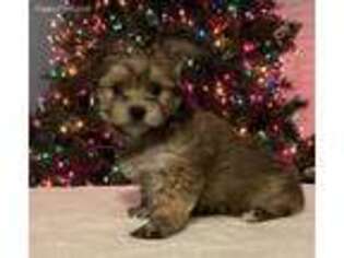 Mutt Puppy for sale in Tifton, GA, USA