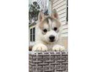 Siberian Husky Puppy for sale in Doswell, VA, USA