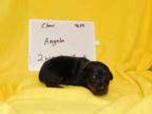 Doberman Pinscher Puppy for sale in Hardinsburg, KY, USA