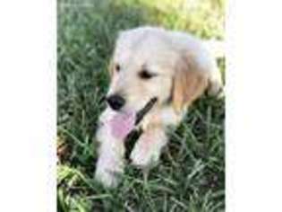 Golden Retriever Puppy for sale in Riverview, FL, USA