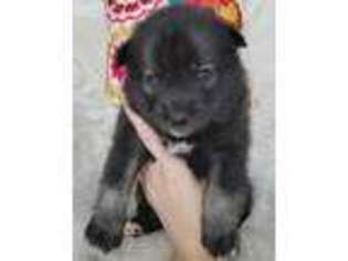 Mutt Puppy for sale in Webster, NY, USA
