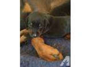Doberman Pinscher Puppy for sale in GREENVILLE, IN, USA
