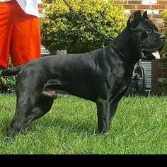 Cane Corso Puppy for sale in Bolling AFB, DC, USA