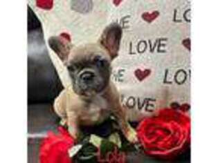 French Bulldog Puppy for sale in Berlin, WI, USA