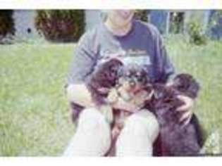 Rottweiler Puppy for sale in MARKLEYSBURG, PA, USA