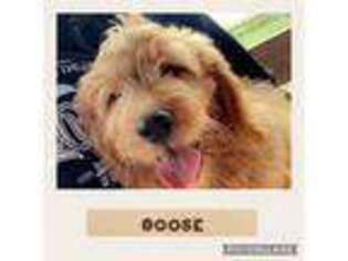 Goldendoodle Puppy for sale in Lawton, IA, USA