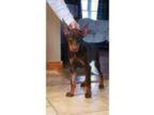 Doberman Pinscher Puppy for sale in Adelphi, OH, USA