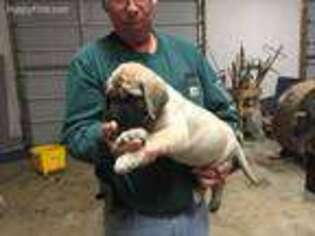 Mastiff Puppy for sale in Dayton, TX, USA