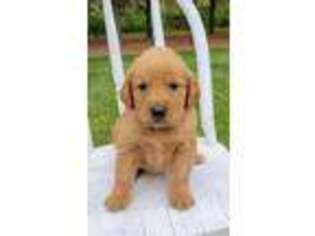 Golden Retriever Puppy for sale in Washington, IN, USA