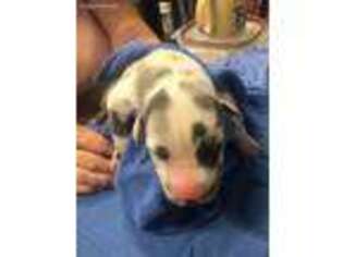 Great Dane Puppy for sale in Charlestown, IN, USA