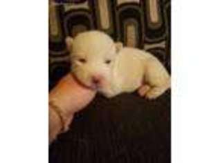 Siberian Husky Puppy for sale in Canton, OH, USA