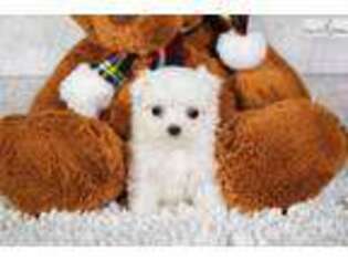 Maltese Puppy for sale in Canton, OH, USA