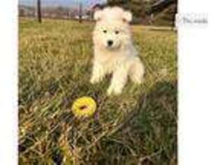 Samoyed Puppy for sale in Fort Wayne, IN, USA