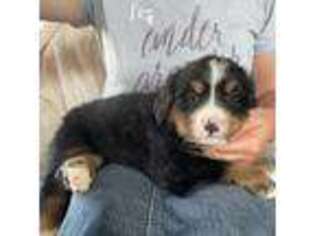 Bernese Mountain Dog Puppy for sale in Berlin, NJ, USA