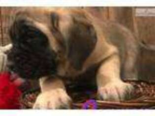 Mastiff Puppy for sale in Joplin, MO, USA