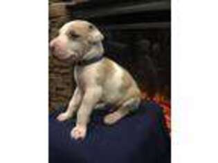 Great Dane Puppy for sale in Morriston, FL, USA