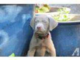 Labrador Retriever Puppy for sale in OMAHA, NE, USA