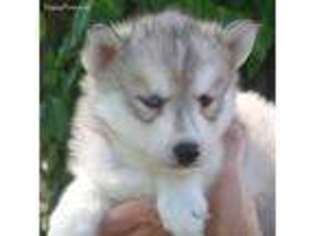 Siberian Husky Puppy for sale in Millstadt, IL, USA