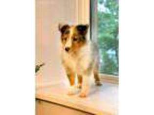Shetland Sheepdog Puppy for sale in Newmanstown, PA, USA