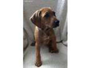 Rhodesian Ridgeback Puppy for sale in Gaffney, SC, USA