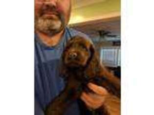 Cocker Spaniel Puppy for sale in Greenville, SC, USA